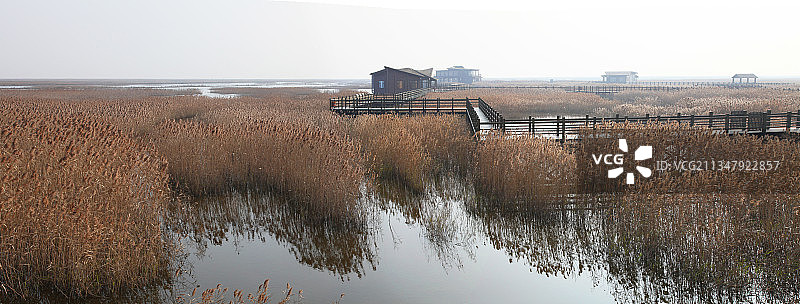 上海崇明，东滩，芦苇荡，野鸭图片素材