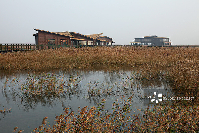 上海崇明，东滩，芦苇荡，野鸭图片素材