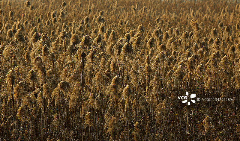 上海崇明，东滩，芦苇荡，野鸭图片素材