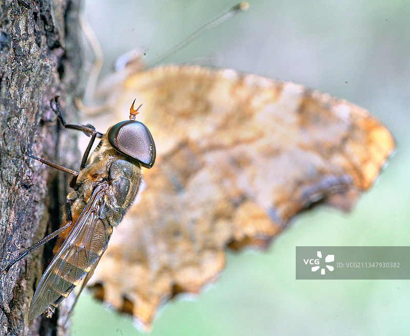 蝇与碟图片素材