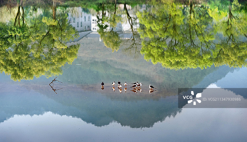 国家级水利风景区浙江松阳县松阴溪水面栖息的长脚鹬与山树的倒影图片素材
