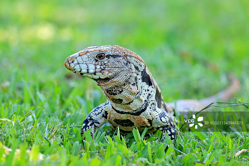 漂亮的蜥蜴图片素材