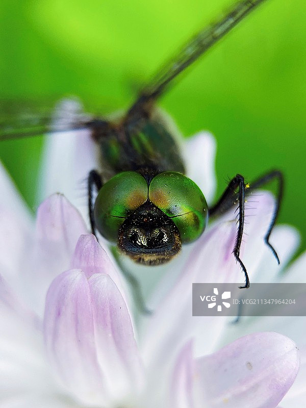 蜻蜓图片素材