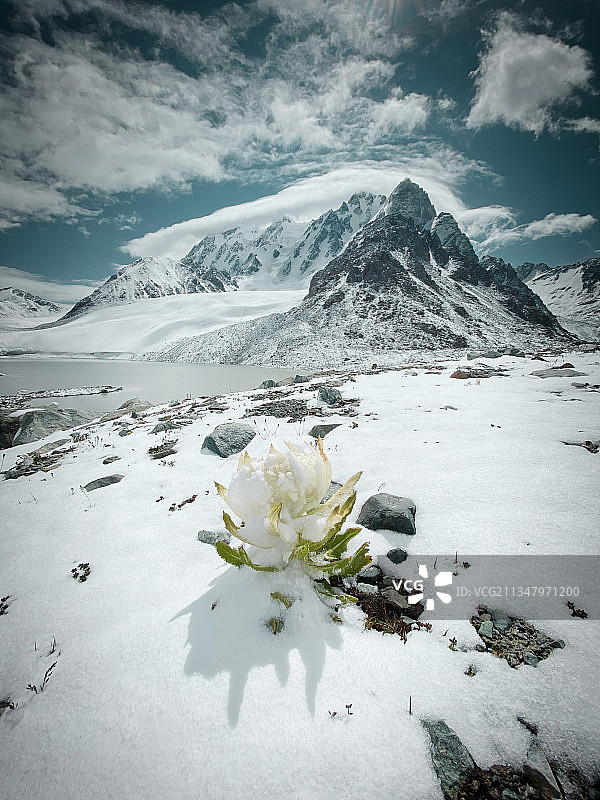 天山雪莲图片素材