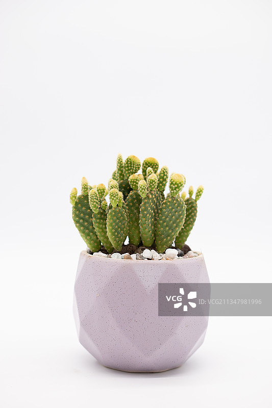 多肉植物仙人掌图片素材