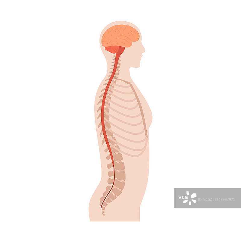 脊髓解剖结构图片素材