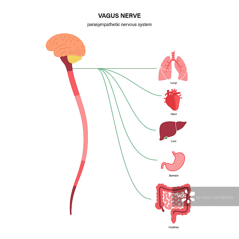 迷走神经图图片素材