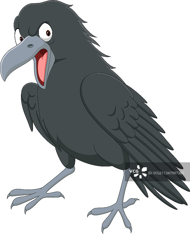 白色背景上的卡通愤怒乌鸦图片素材