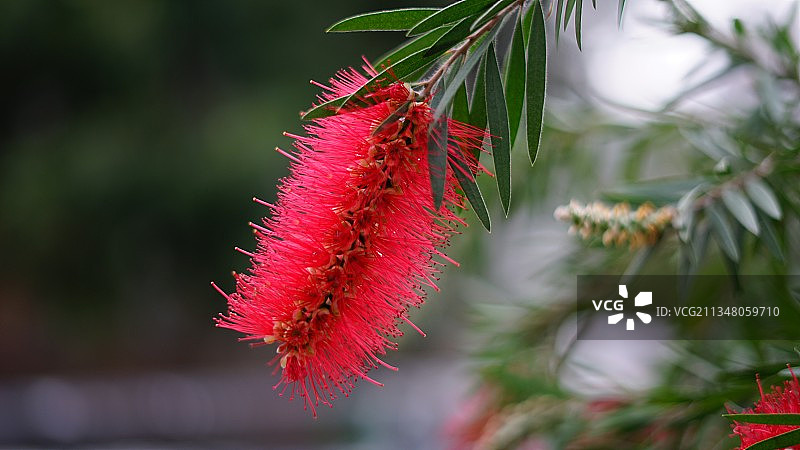 红千层 的红色花朵图片素材