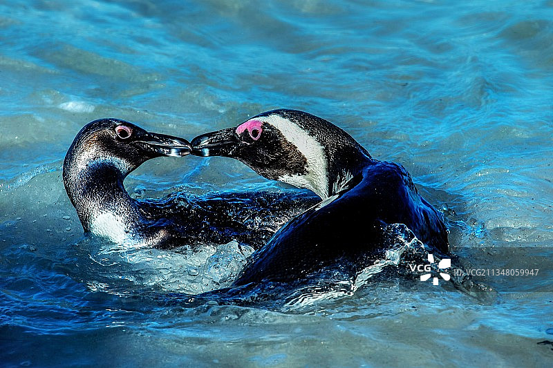 企鹅之吻图片素材