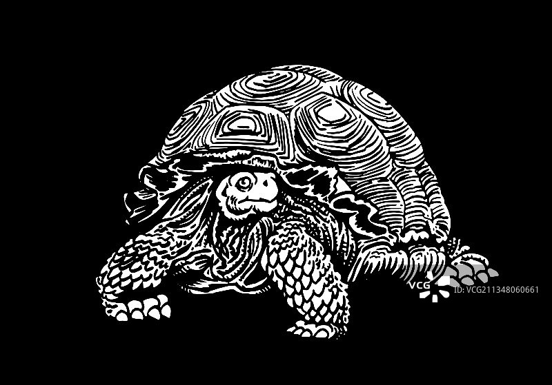 黑色背景上的3D乌龟图片素材