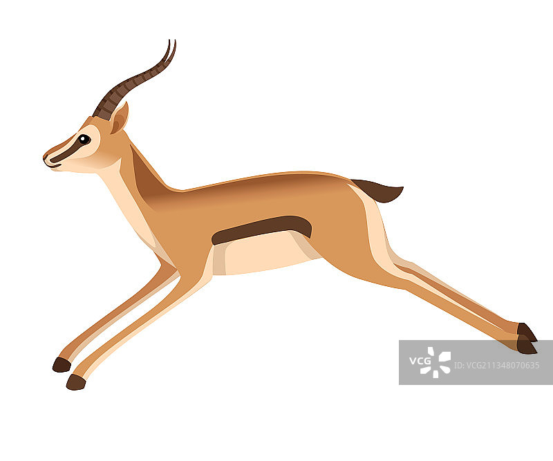 非洲野生黑尾瞪羚，长角图片素材