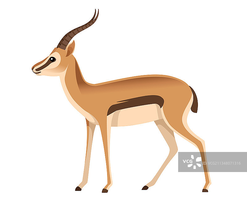 非洲野生黑尾瞪羚，长角图片素材