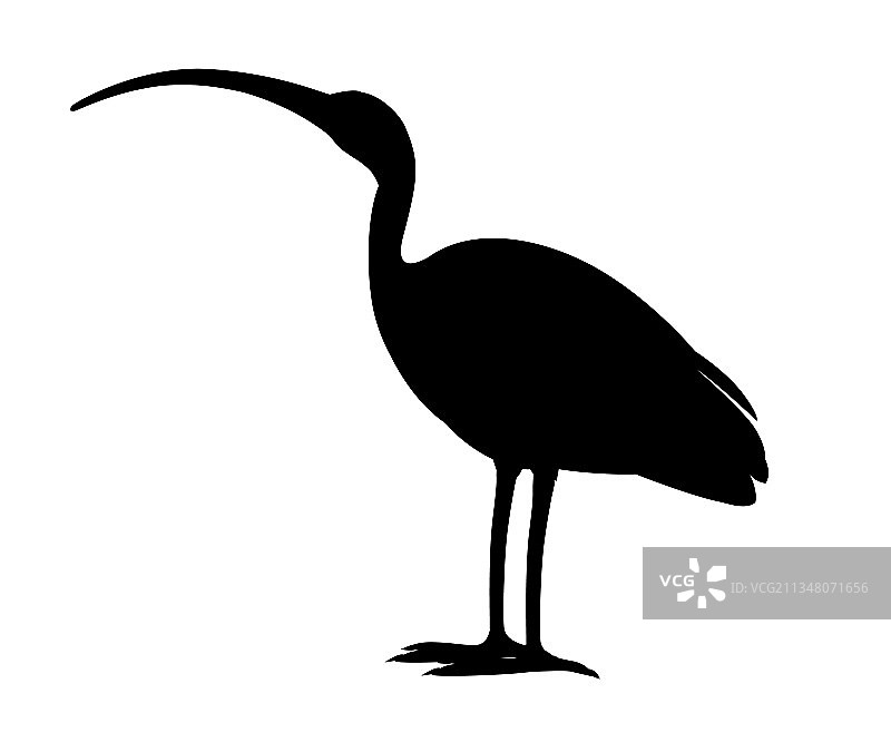 美洲白鹮扁平卡通黑色剪影图片素材