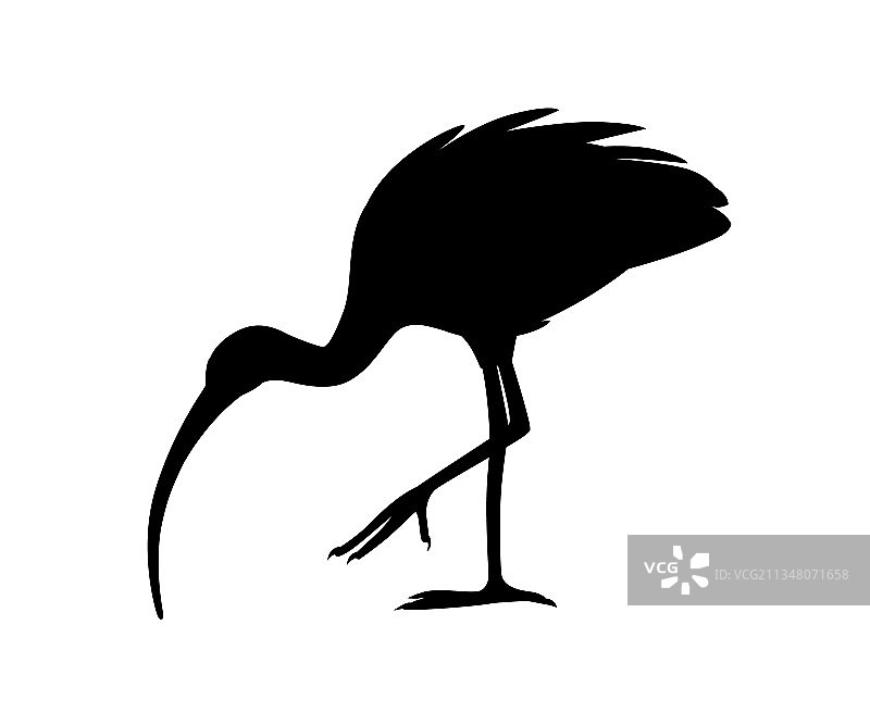 美洲白鹮扁平卡通黑色剪影图片素材