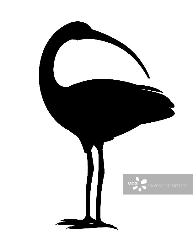 美国白鹮回头看扁平卡通图片素材