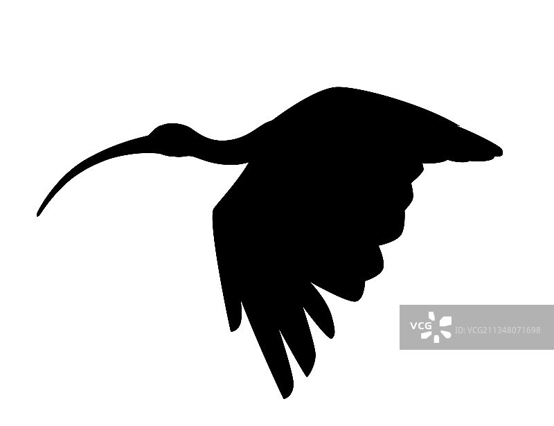 黑色剪影：美洲白鹮飞翔图片素材