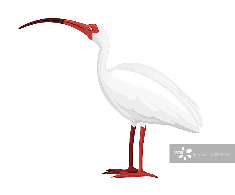 美洲白鹮扁平卡通动物设计图片素材
