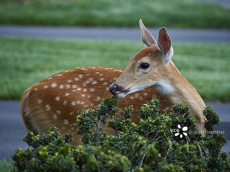 梅花鹿图片素材