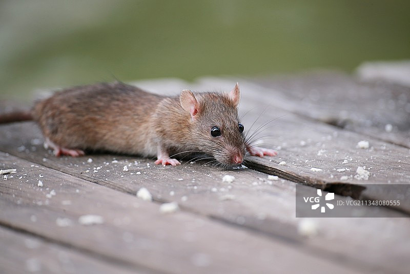 老鼠图片素材