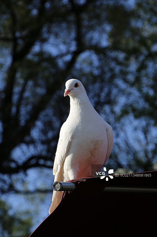 白鸽栖息在屋檐上的特写镜头图片素材