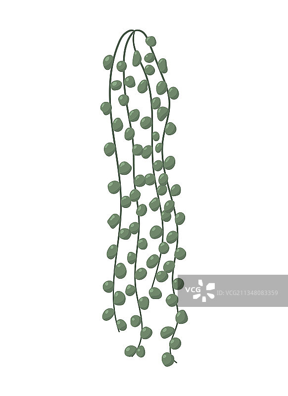 佛珠植物茎图片素材