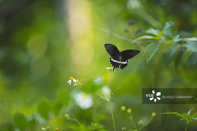 玉带凤蝶图片素材