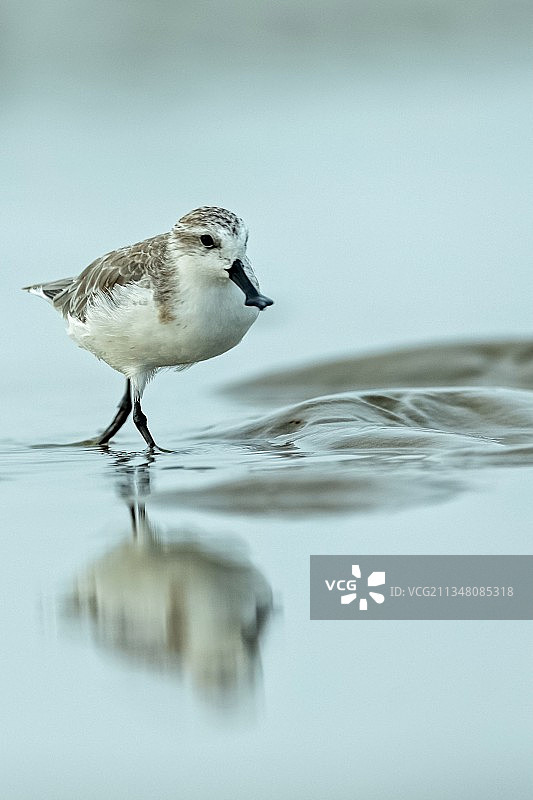 勺嘴鹬图片素材