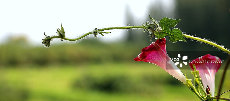 花枝招展图片素材