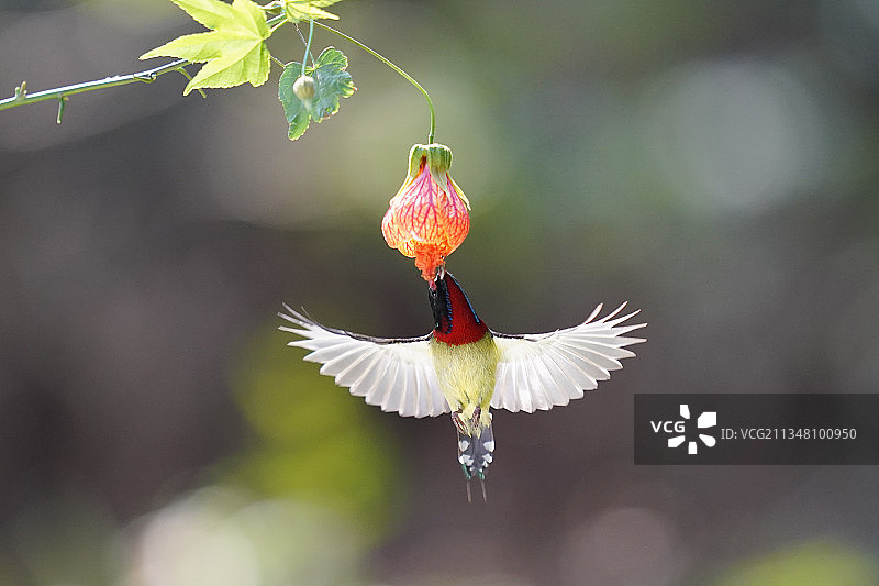 悬停吸食灯笼花花蜜的叉尾太阳鸟图片素材