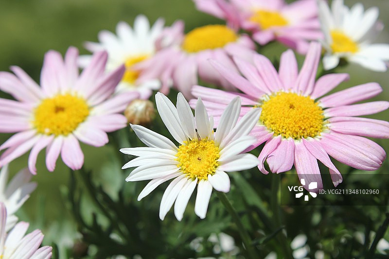 雏菊图片素材