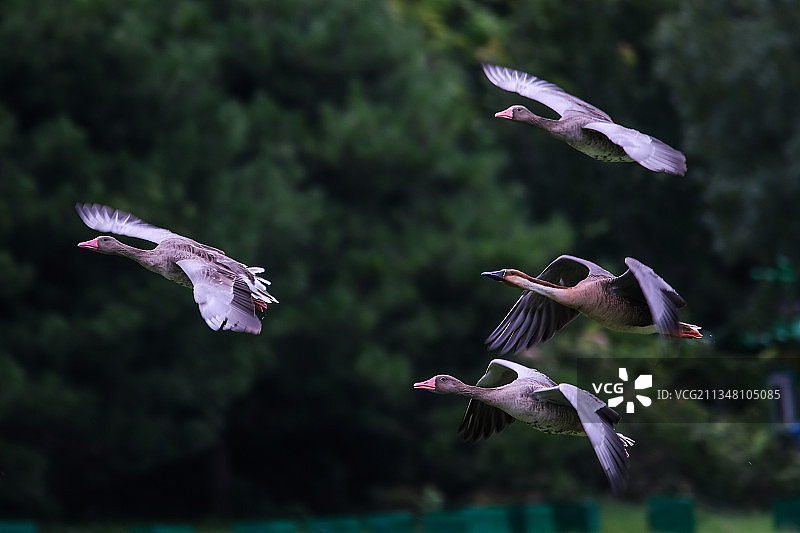 飞过湖面的鸟的特写镜头图片素材
