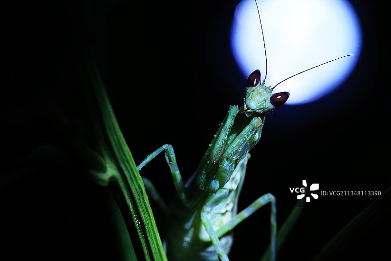 螳视眈眈图片素材