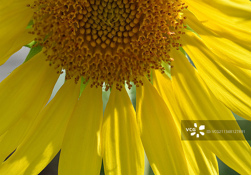 野生植物的形态美图图片素材