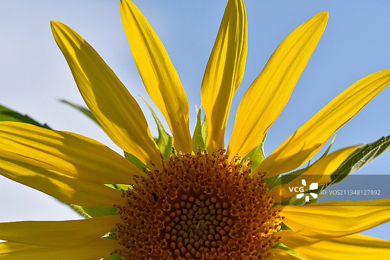 野生植物的形态美图图片素材