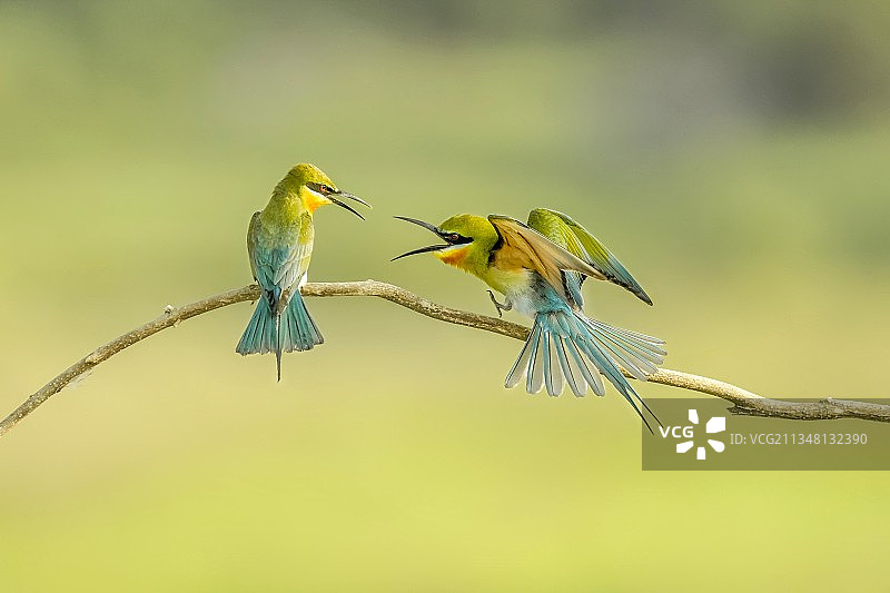 栗喉蜂虎图片素材
