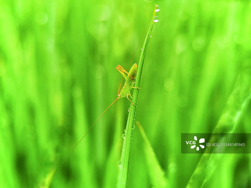 幼蝈蝈图片素材