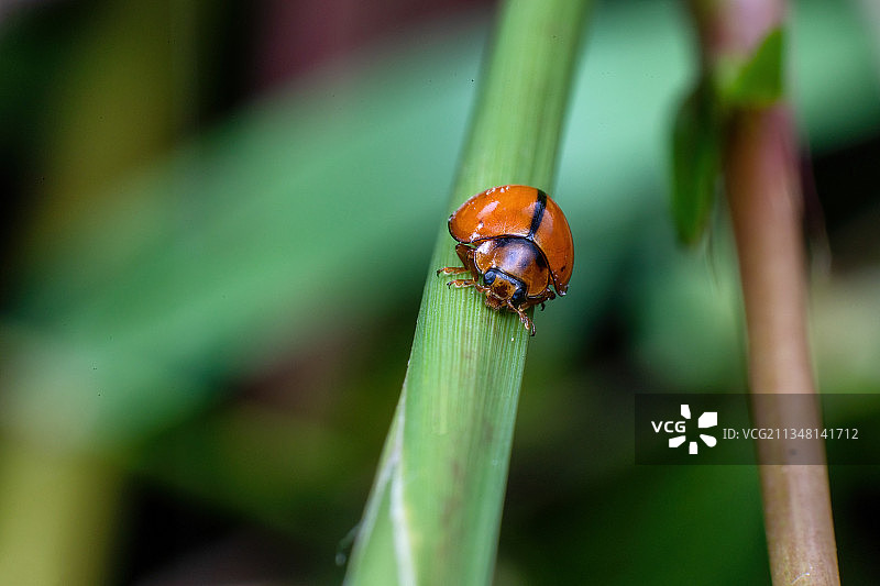重庆四面山：探秘奇妙的昆虫世界 维护自然界的生态平衡图片素材
