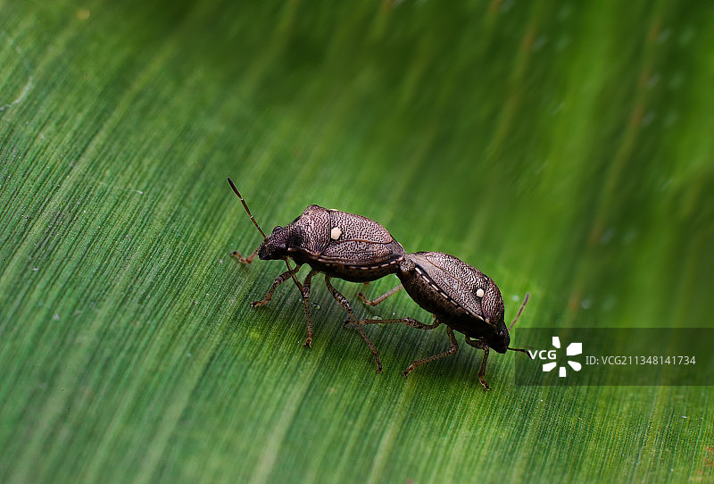 重庆四面山：探秘奇妙的昆虫世界 维护自然界的生态平衡图片素材