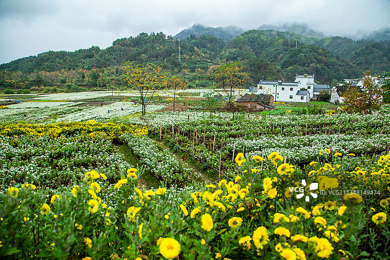 皖南 菊花种植采集收割图片素材