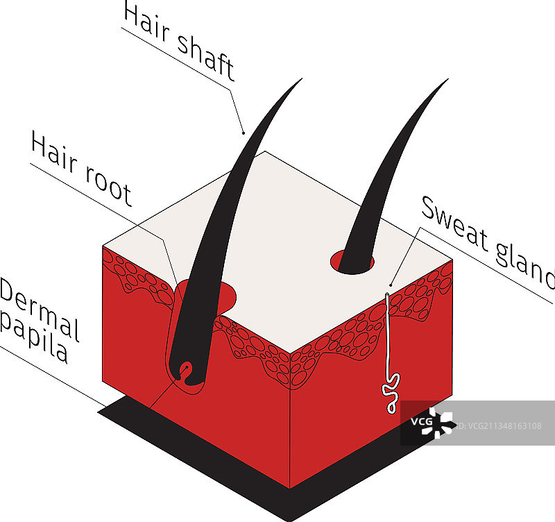 2.5D头发信息图组合图片素材