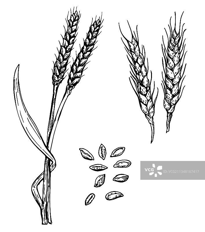 手绘小麦穗素描图片素材