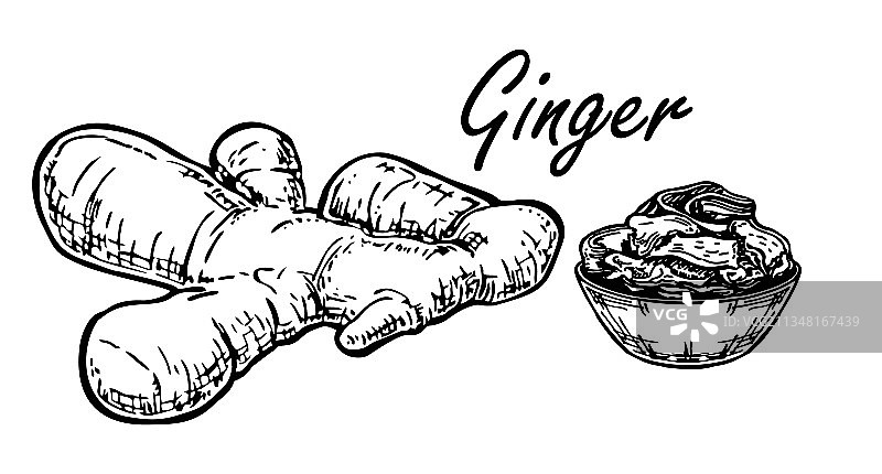 生姜根速写腌姜寿司图片素材