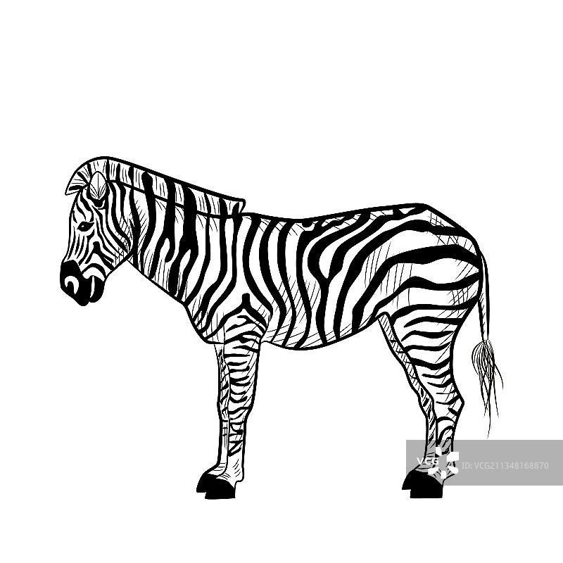 白色背景上的斑马素描图片素材