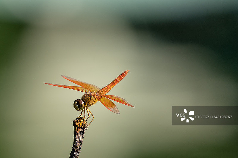 一只红蜻蜓图片素材