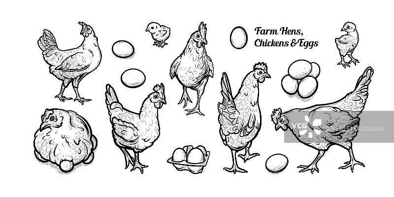 散养母鸡与鸡蛋和鸡群图片素材