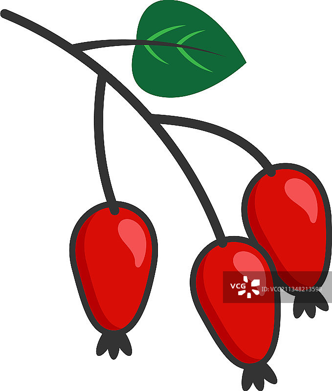 玫瑰果图标设计模板图片素材