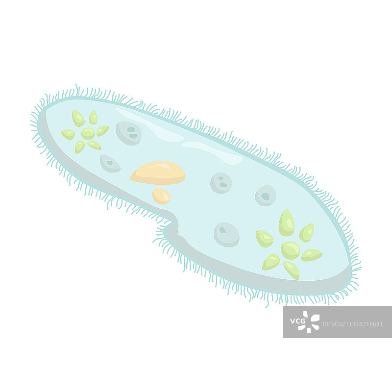 纤毛虫草履虫示意图图片素材
