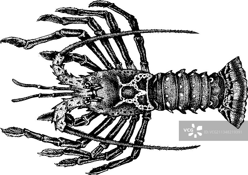 岩石龙虾图片素材