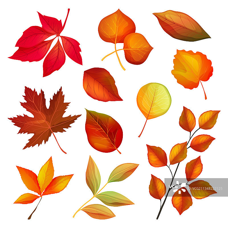 装饰秋叶与树枝套装图片素材